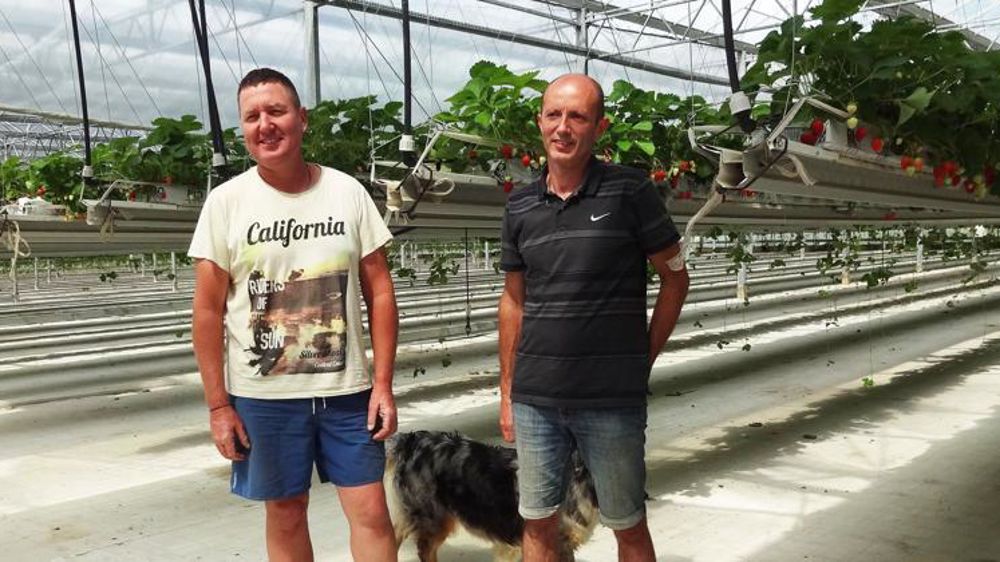 Benjamin Giraud (à gauche) et Éric Germain produisent depuis cinq ans des fruits rouges sous serre photovoltaïque. © B. Lafeuille/GFA